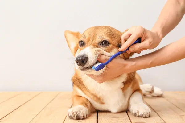 The Quiet Signal: Why Your Pet’s Bad Breath Starts in the Gut