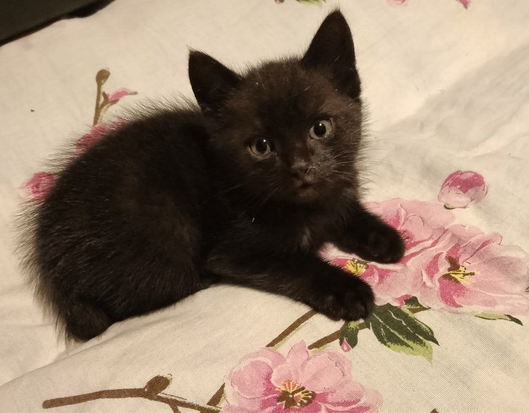 Rescue Story: The Tale of Pixel the Cat (“The Crystal Skeleton”)