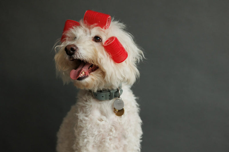For those, who deal with pet care